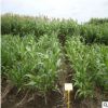 批發(fā)優(yōu)質(zhì)牧草種子 甜高粱 畜禽飼料 多用農(nóng)作物 多品種