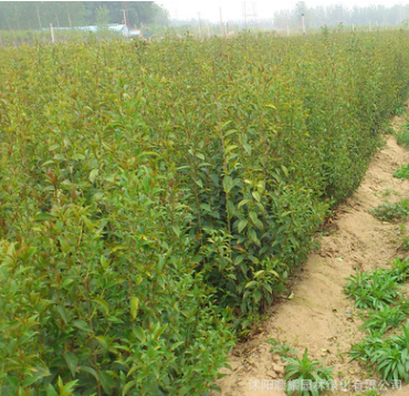 速生高桿大葉女貞苗 基地常年供應優質園林苗木