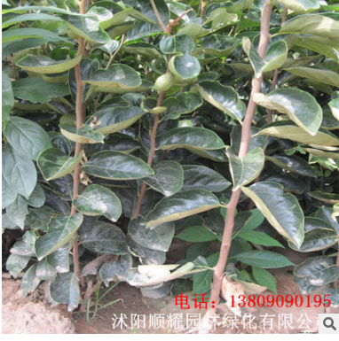 批發(fā) 柿子樹苗嫁接苗南方北方種植甜柿子樹苗庭院地栽盆栽柿子苗