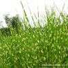 基地直銷水生花卉水生植物 斑葉芒 盆栽花境觀賞植物 園林造景