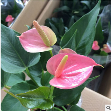 植物盆栽推薦【粉掌】含盆凈化空氣吸甲醛辦公室室內(nèi)高檔綠植花卉