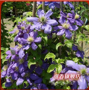 特價秒殺 進口鐵線蓮【藍龍】盆栽地栽都可以花卉植物花苗