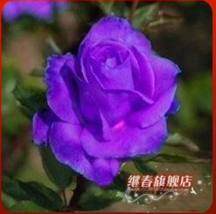 進口紫玫瑰苗【紫霞】純天然生長,當年開花 二年花苗