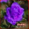 進(jìn)口紫玫瑰苗【紫霞】純天然生長,當(dāng)年開花 二年花苗