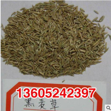 基地直銷黑麥草種子 優質精選黑麥草種子 牧草種子黑麥草質優價廉