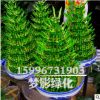 批發室內富貴竹盆栽 盆栽植物室內綠化 水培轉運竹 竹塔 節節高