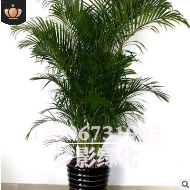 鳳尾竹批發室內陽臺盆栽花卉精品綠植盆景鳳尾竹苗規格齊全