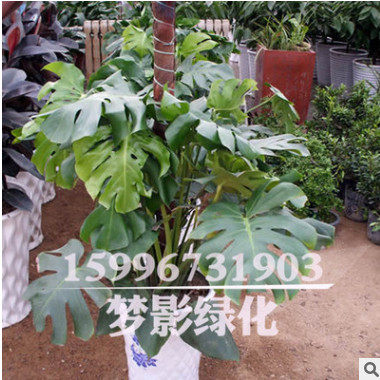 龜背竹辦公室綠化植物 龜背竹盆栽 室內盆栽花卉大龜背竹觀葉植物