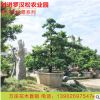 苗圃批發(fā)多品種造型羅漢松盆景 小區(qū)家庭小型定值羅漢松苗木花卉