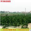 基地批發(fā)臺灣日本松苗造型羅漢松樹苗羅漢松綠化盆栽小苗定值苗