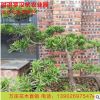 實拍植物別墅庭院擺飾羅漢松盆栽 防輻射辦公室羅漢松盆景批發(fā)