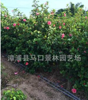 農(nóng)戶低價批發(fā)/銷售質(zhì)優(yōu)價廉/地苗/袋苗精品扶桑/朱槿/薔薇