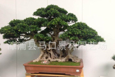 景林園藝場基地低價批發(fā)質(zhì)量保證樁景榕樹/榕樹
