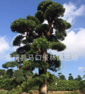 低價批發(fā)地苗，假植苗造型羅漢松、造型土杉、羅漢松、土杉