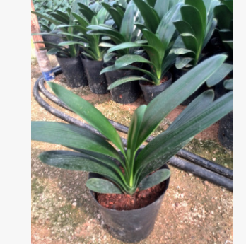 產地直銷盆栽君子蘭花 寬葉君子蘭 圓葉君子蘭