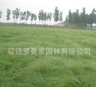 批發(fā)草坪種子 野牛草種子 暖季型草坪 新采優(yōu)質(zhì)種子