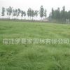 批發(fā)草坪種子 野牛草種子 暖季型草坪 新采優(yōu)質(zhì)種子