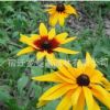 黑心菊種子 金光菊 金雞菊 花卉種子草花種