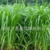 高產(chǎn)高蛋白牧草種子 皇竹草種子 新型黃竹草種子