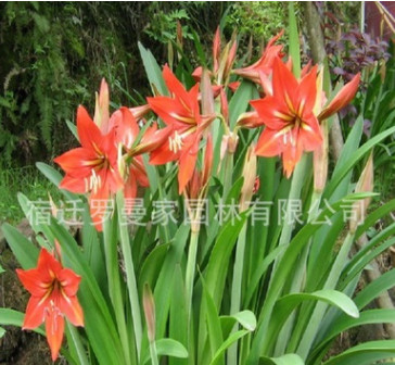 朱頂紅種球 朱頂紅球根 庭院盆栽花卉 當(dāng)年開(kāi)花 量大優(yōu)惠