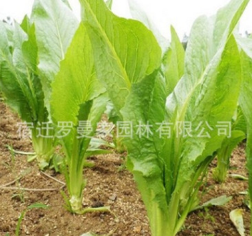 基地直銷(xiāo) 量大優(yōu)惠 優(yōu)質(zhì)牧草種子 苦荬菜種子