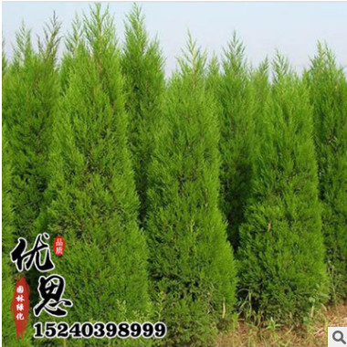 基地直銷低價蜀檜球苗 規格齊全 園林道路綠化 綠化工程苗木