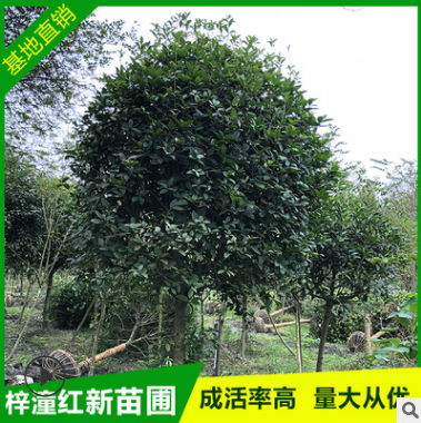 大量批發(fā)供應(yīng)寶塔形八公分桂花 園林綠化苗木種子