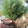 基地培育直銷松樹苗成活率高 優(yōu)質(zhì)園林綠化雪松樹小苗歡迎咨詢