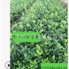 供應大葉黃楊小苗 量大從優 工程綠化苗木