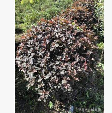 紫葉風箱果球現挖現賣園林綠化苗木批發