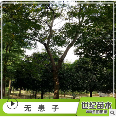 無患子 無患子樹苗 園林綠化無患子風(fēng)景樹