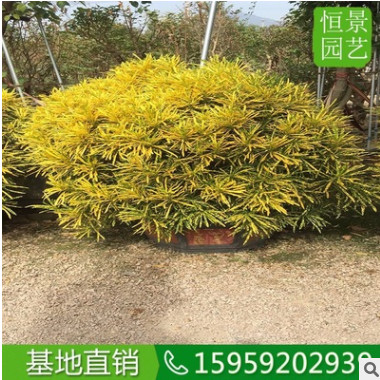 細葉海南灑金球高度1米5 常綠灌木農戶自種大盆栽 海南灑金榕供應