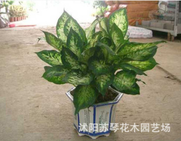 花葉斑馬萬年青 銀皇后 萬年青盆栽花卉 甲醛克星凈化空氣好幫手