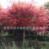 中國紅楓之鄉(xiāng)供應(yīng)高桿嫁接紅楓樹 園林植物名貴風(fēng)景樹
