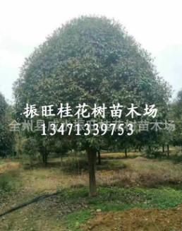 供桂花樹15~28cm廣西精品大桂花,桂林桂花樹 廣西桂花樹