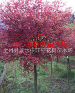 推廣鏈接紅楓，紅楓樹苗，優質紅楓，紅楓，質優價廉