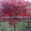 推廣鏈接紅楓，紅楓樹苗，優(yōu)質(zhì)紅楓，紅楓，質(zhì)優(yōu)價廉