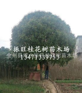 廣西桂林直銷桂花樹 大 庭陰樹 優質精品桂花樹 品種齊全