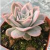 玫瑰女王 正品多肉植物 兩頭多肉植物 花卉盆景批發 室內盆景花卉