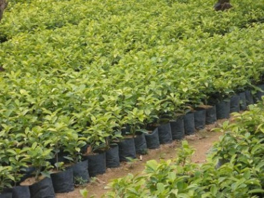 福建黃金榕基地 黃金榕小苗 黃金榕樹價格 廣東黃金榕樹球