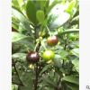 福建水果樹批發(fā) 廣東櫻桃樹基地 云南芭樂樹價(jià)格