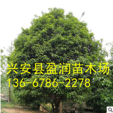 廠家直銷 桂林精品桂花樹(shù) 綠化樹(shù) 八月桂大桂花樹(shù) 基地直銷