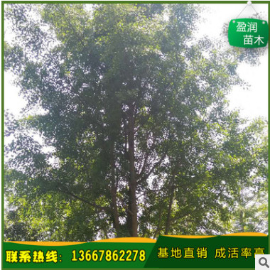 廠家直銷 銀杏樹(shù) 供應(yīng)多頭銀杏 價(jià)格從優(yōu) 歡迎實(shí)地看樹(shù) 基地直發(fā)