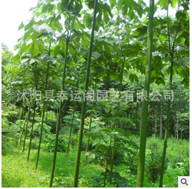 基地苗木梧桐 工程綠化 優質法桐 批發8-20公分法桐