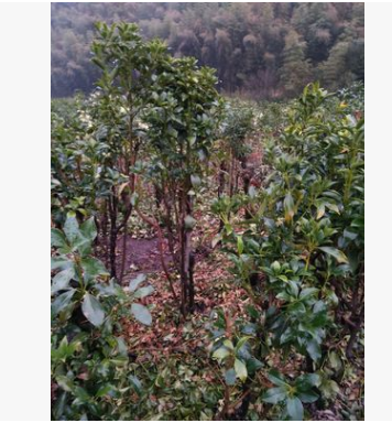 供應樒樹1到8年樒樹