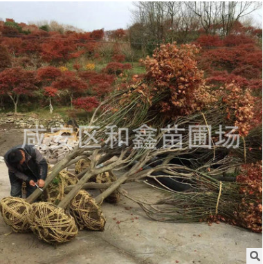 經銷批發紅楓盆栽 盆景紅楓 紅楓樹 四季紅紅楓