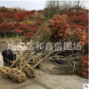 經銷批發紅楓盆栽 盆景紅楓 紅楓樹 四季紅紅楓