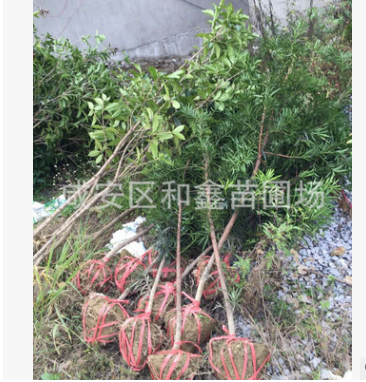 熱銷供應羅漢松樹 小葉羅漢松 羅漢松樹