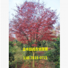 精品紅楓樹 美國紅楓樹 日本紅楓 紅楓樹