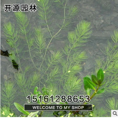 批發金魚藻 水生植物 魚缸裝飾 河道綠化 魚類飼養